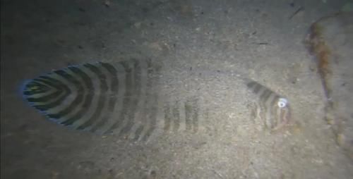 鲽形目鱼类俗称比目鱼 比目鱼的种类很多产量很大 味道也是比较好的 快资讯