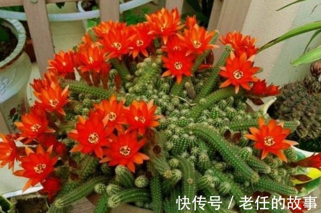 养花|花农养花为啥成本这么低学会用小苏打,几十盆都花不了2块钱