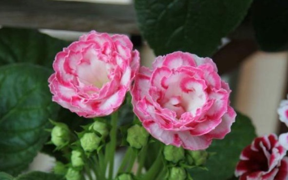 让大岩桐开花多且鲜艳的小秘诀,方法简单,值得收好