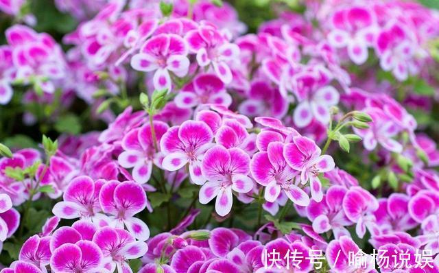 扦插加个小药片,成活率翻番,新手也能做得好!