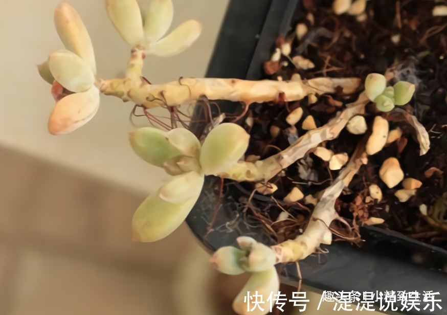 真伪|多肉老桩有真伪,3种“伪老桩”鉴别,揭开真面目,避免被忽悠