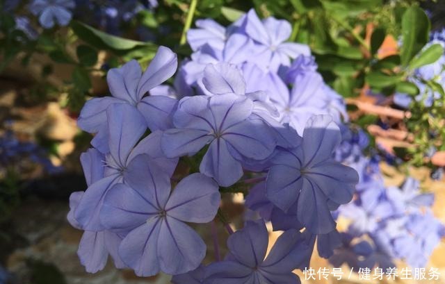 养花,就养“3盆花”,花量特别大,一棵繁殖多棵,人见人爱!