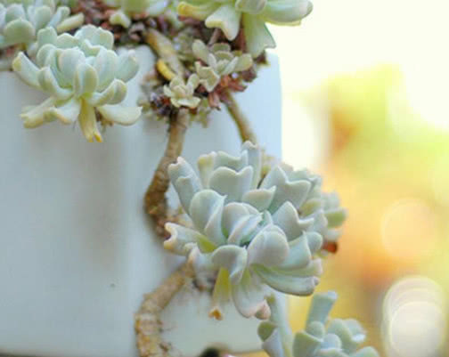 多肉特玉莲怎么养教你3个小妙招，养出最奇特多姿的特玉莲