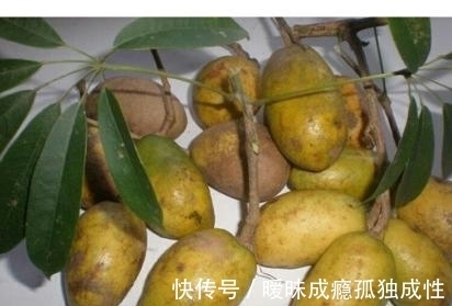 红润|会保养的女人最爱吃此果子,每天吃两个,皱纹少了,皮肤也红润了