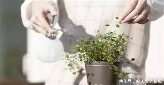 遮阳网|夏天来了不懂此些花卉降温方法,难怪你的花都死了