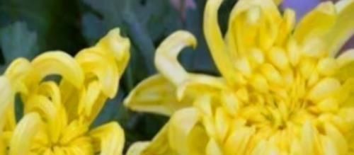 橙子|女人不想大肚子,水桶腰,3种食物帮助您,刮油清脂,减肥又瘦身