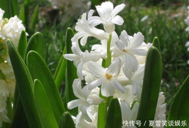 这3种花是“吸氧精”,可别养在卧室,争分夺秒的和你抢氧气