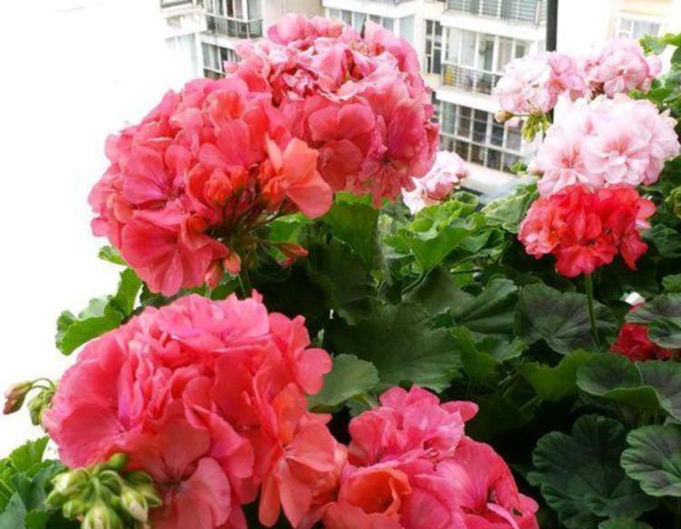 “4种花”超爱开花,尤其第2种,全年开花不断,还超好养,美