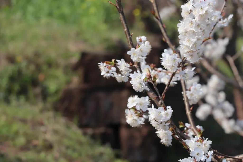 中年|满山遍野，2000亩樱桃花开！峨眉这个地方美成了一幅画