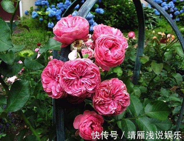 月季花|客厅养上3种花，做好这几点，不久变成“大花房”，芳香更宜人