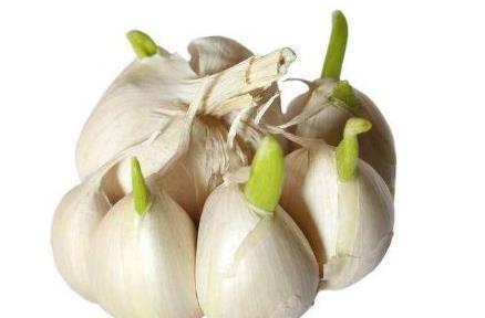 大蒜怎么保存不发芽?有经验的人这样做,大蒜一年不发芽,实用