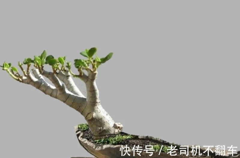 这三种多肉植物不养成盆景就太浪费了,附上制作和养护技巧