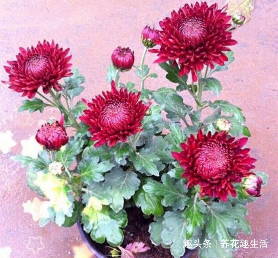 此花人人见过，只要养护得当，阳台“瞬间”成花园，年年能欣赏