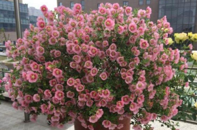 几种花养家里，丢盆里猛长，开花多又美，一整年开花