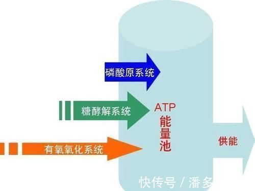 磷酸|作为跑者你知道跑步时身体是怎样供能的吗？揭秘人体三大供能系统