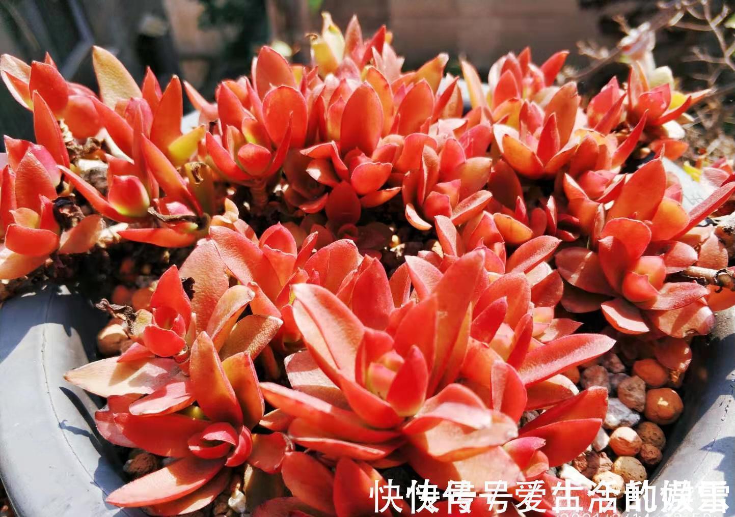 黄金花|养多肉不想买土?试试此8个品种,它们可以说是最不挑土的多肉了