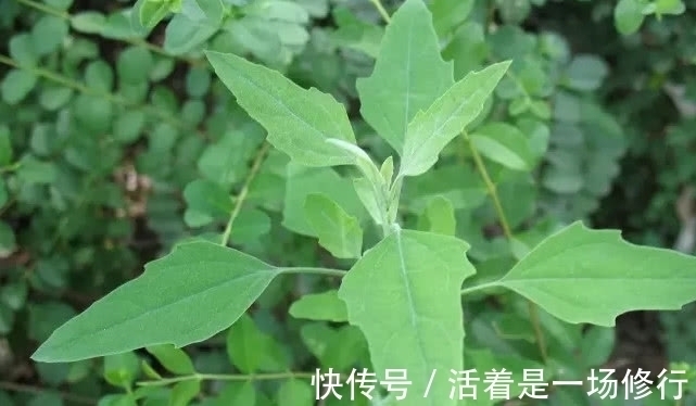 野灰菜|80后都吃过的一种野菜,路边常见长大片,可如今却少人敢吃