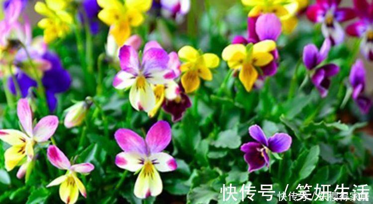 几款花卉养在阳台美极了，花艳易爆盆，开花幽香暗淡