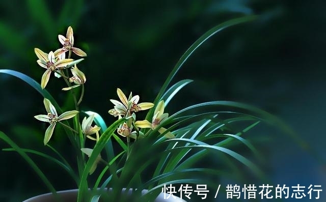 茎腐病|兰花常常养出“馒头堆”,这种造型好处多,预防病虫,花苞冒得多