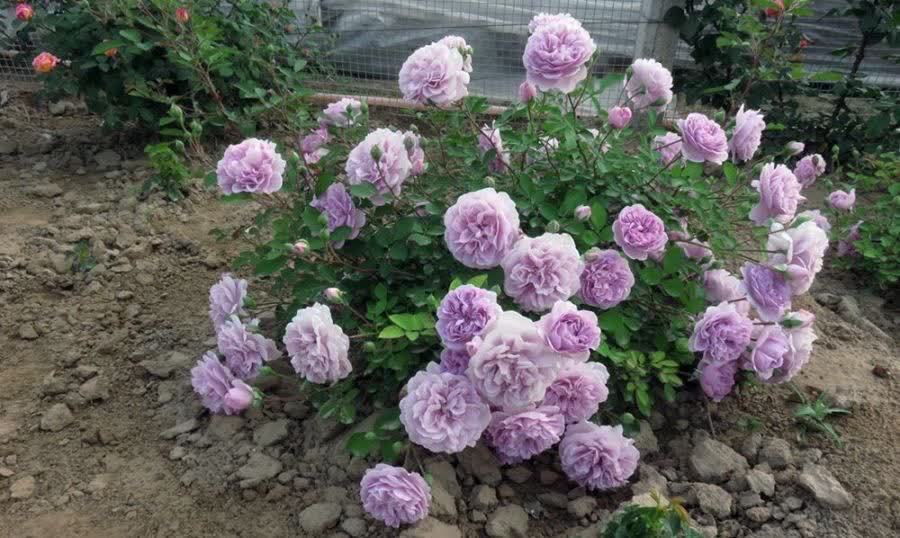 有“两种花”,春天一定别修剪,花苞才能更多开花更美