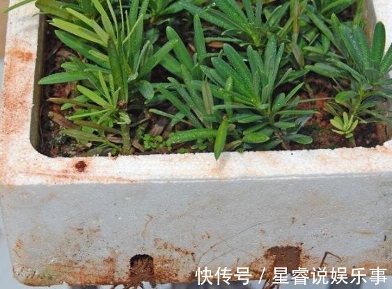 家有罗汉松,代代出富翁,这种松太贵不用买,剪个枝一插就活
