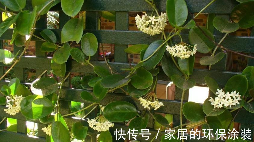 花土|没有院子，受限于盆栽就养情人球兰，照顾到3点，花期长、香味浓