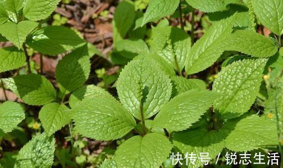 野草|农村一种野草，人称“四大天王”，连蛇都怕它，但民间价值很珍贵