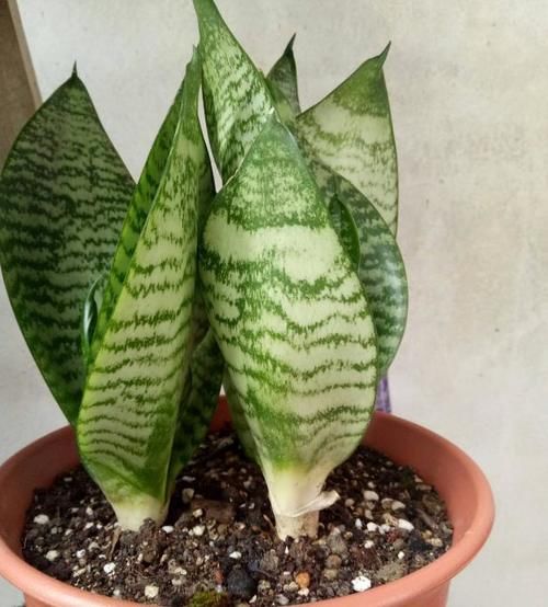  学会|盆栽植物长得慢，别着急！学会这2招，窜个、开花嗖嗖地