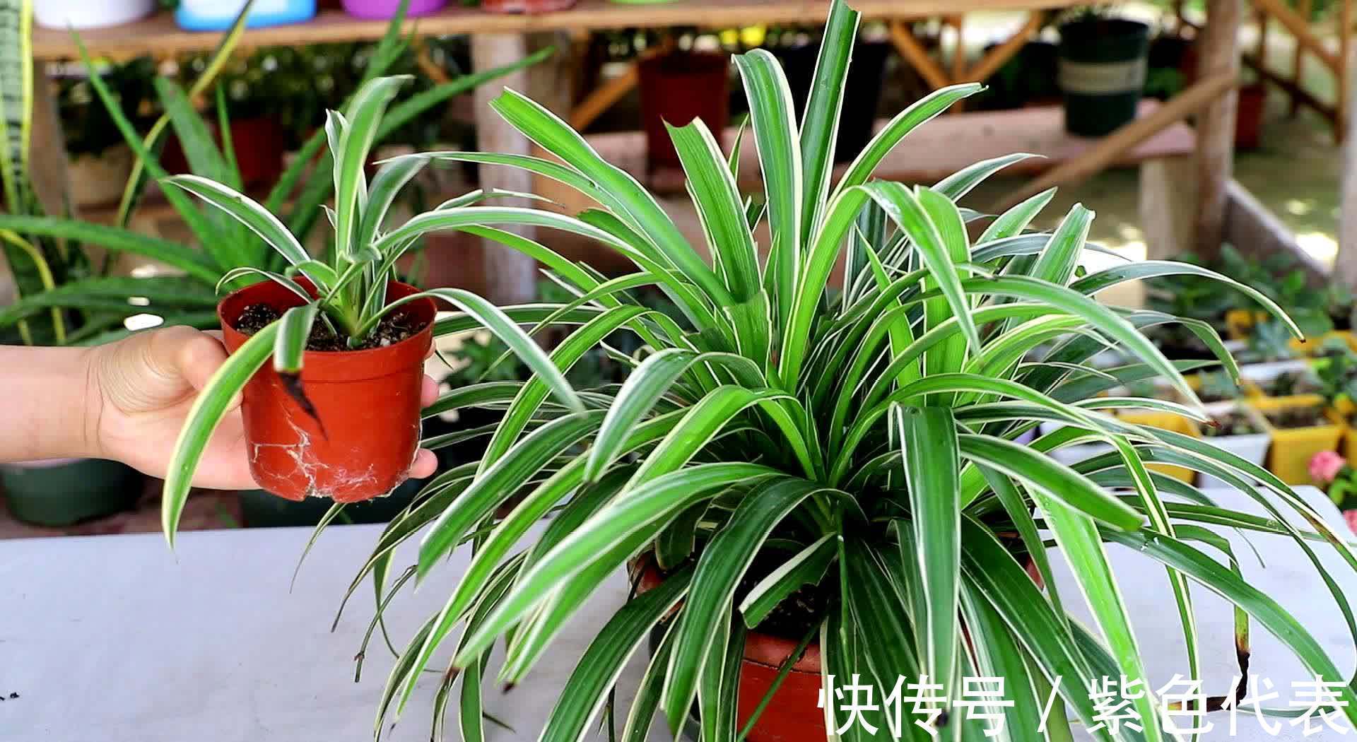 长寿花|立秋后,3种花要及时“翻盆”,不然影响“生长”和开花