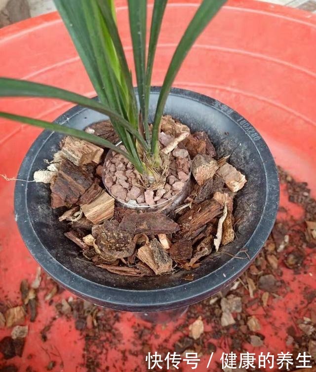 兰花上盆，矿泉水瓶做套筒，兰花长得更好！