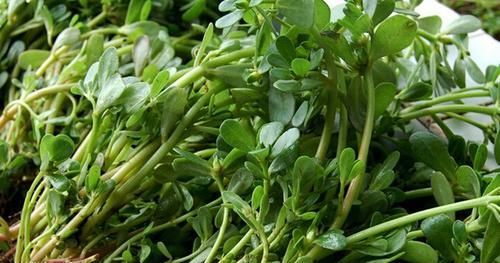 这5种食物是痔疮的“大克星”,隔三差五吃一点,痔疮偷偷溜走