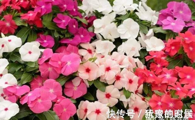 15种花有毒，家里有老人、小孩、孕妇或宠物的，要慎养
