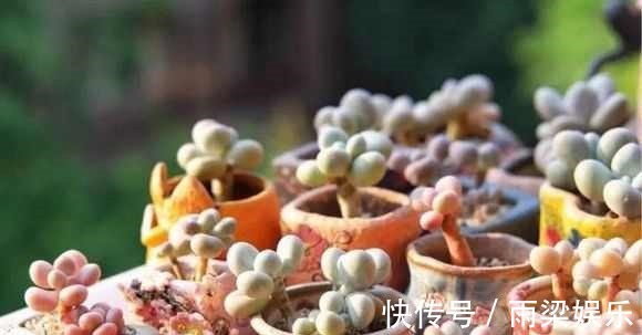 心头好|有一种多肉叫别人家的，学会3招成你家，新手涨姿势啦