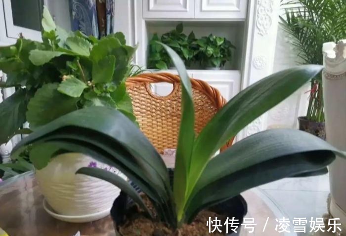 大伙儿|家里有此7种花,少浇水不能晒,天热要休眠早看早知道