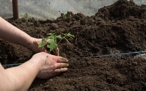养好花离不开好的土壤，8种适合家庭养花的土壤，养花爆盆