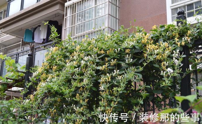 命里“多金”的5种花,寓意好又贵气,家里养一盆,带来好运气