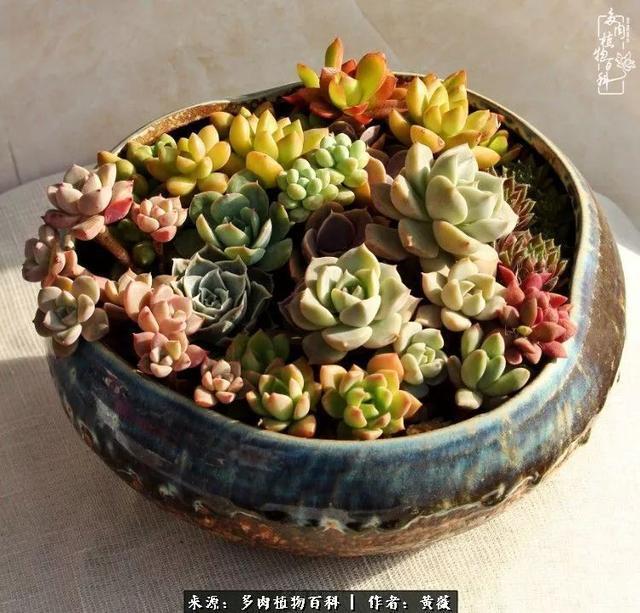 养了三年多肉，终于明白佛系养肉才是王道！