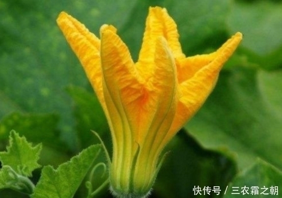 南瓜花|农村一种野菜花常被忽视，却不知比果实好吃，夏季不要错过