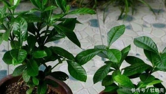 施肥|想要养好花，记住1句话，10种盆栽都能用，养1盆爆1盆！