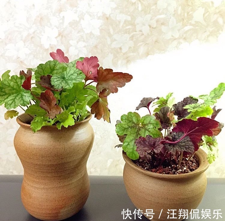 调色盘|1种花卉耐冻耐旱，被誉为“调色盘”，叶子就是五颜六色