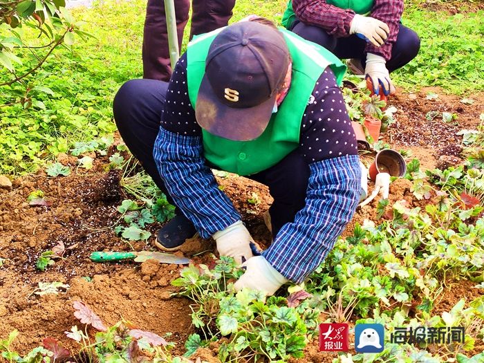 西湖景区|泰山西湖景区补种花卉 打造冬日景观新亮点