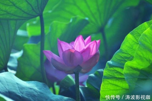 三伏天“以热逼寒毒”,每天坚持做3件事,给秋