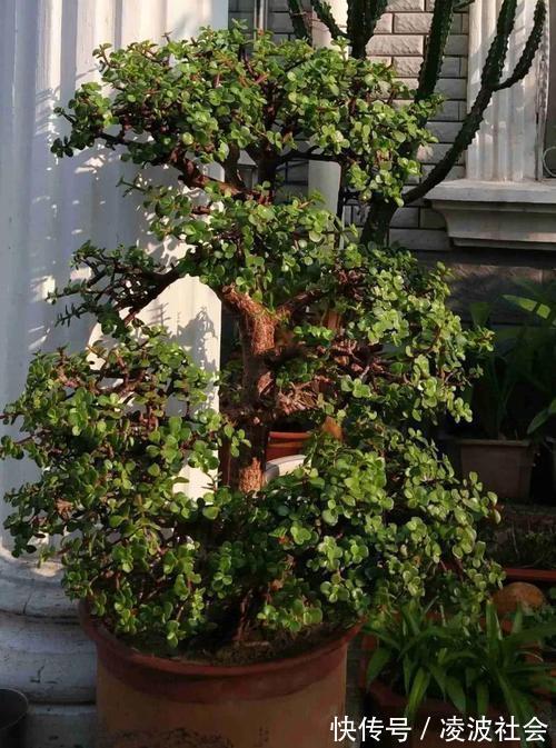 漂亮|养金枝玉叶，做到4点，长成粗壮老桩，漂亮又精致
