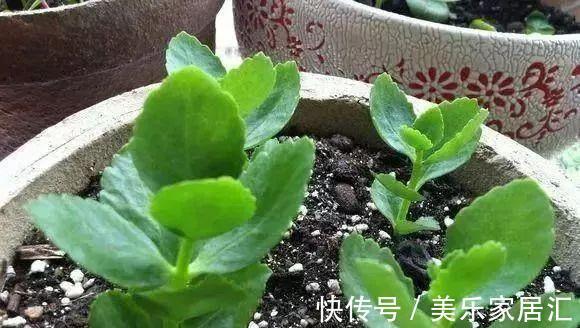 爆盆|长寿花这样剪,插花盆里30天后,阳台装不下