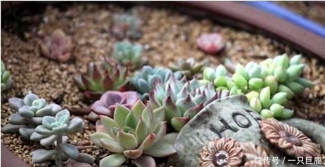 枝干|最适合多肉老桩的5种造型，你最喜欢哪一种？