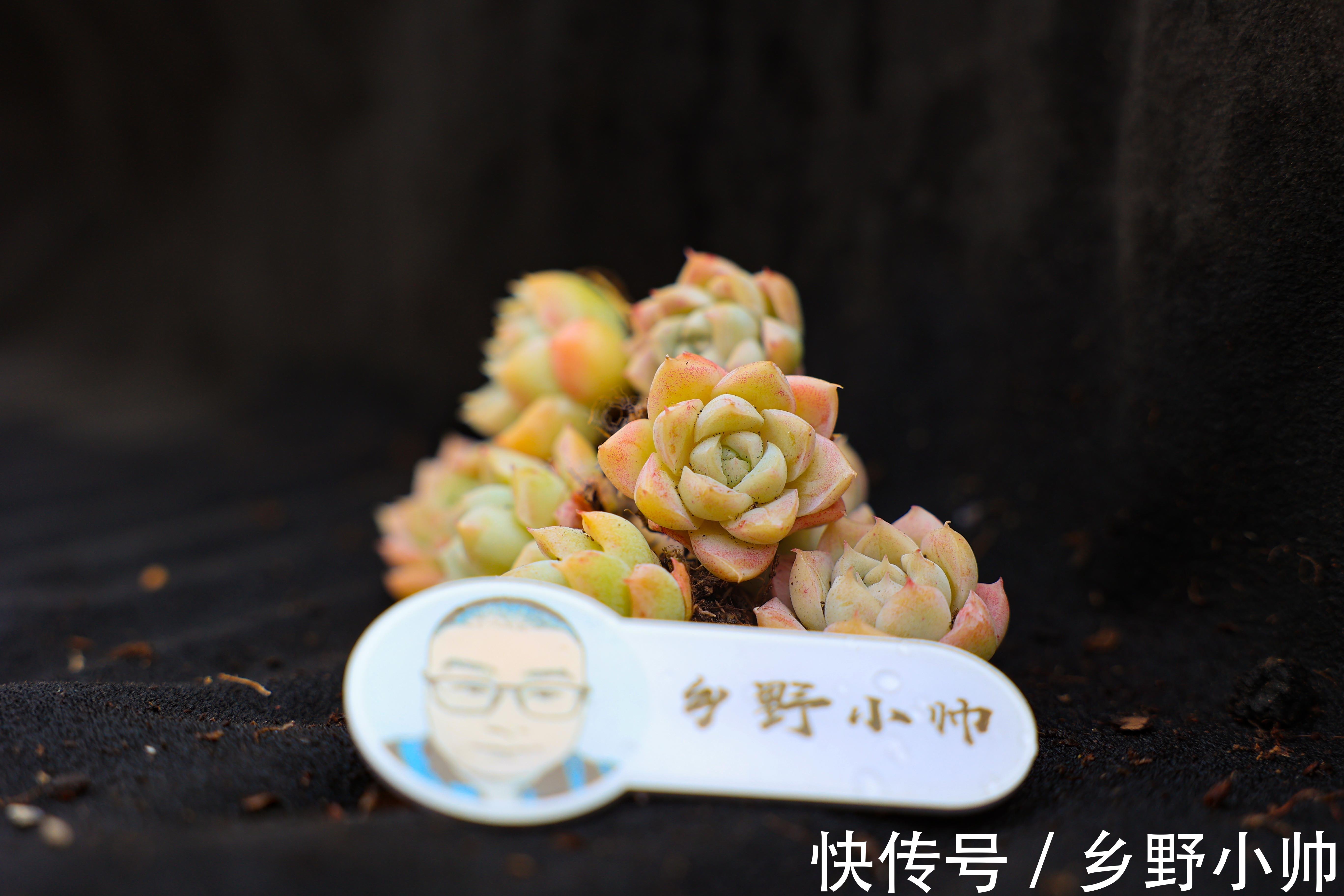 多肉叶片发软的原因有哪些?叶片发软怎么办?养护分享叶片篇