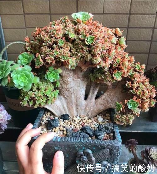 养肉的最高境界 多肉都缀化了 长成了小树桩 像极了孔雀开屏 快资讯 养肉的最高境界 多肉都缀化了 长成了小树桩 像极了孔雀开屏 快资讯