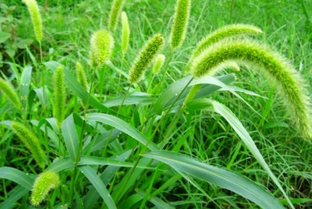 狗尾巴草|这个很有意思的中药，没想到清热效果这么好！