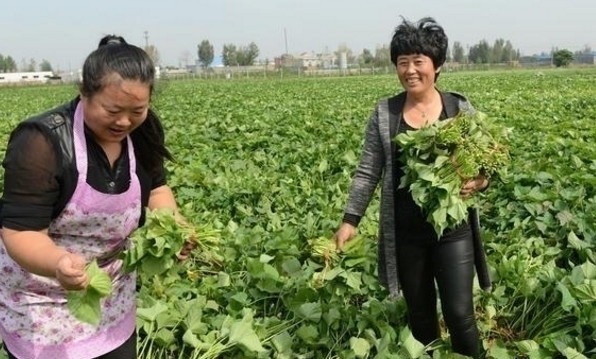 喂猪|这种被誉为蔬菜皇后!以前用来喂猪,农村遍地都是,你吃过吗