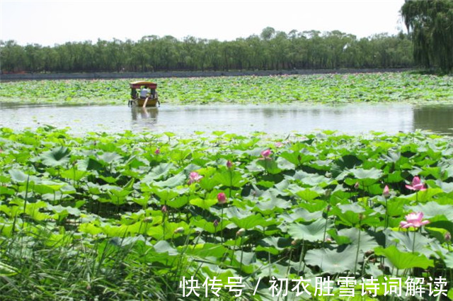 贺知章|壮美荷塘五首：万柄荷花红绕路，红白芙渠千万朵